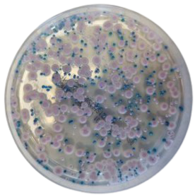 CHROMagar Candida