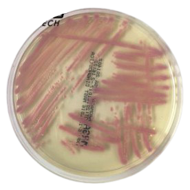 CHROMagar MRSA