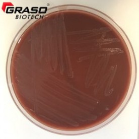 Haemophilus Chocolate Agar