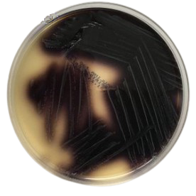 Bile Esculin Azide Agar according to EN ISO 7899