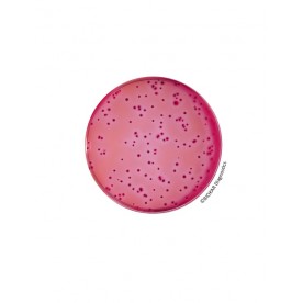 VIOLET RED BILE AGAR (VRBL)