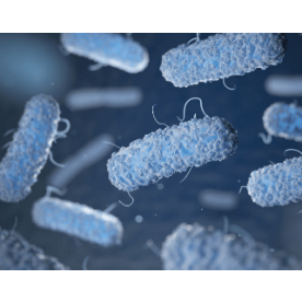 External quality control Mycobacteriology 06 – Molecular Drug Susceptibility Testing