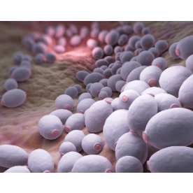 External quality control Parasite Microscopy (Stool)