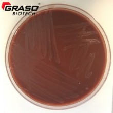 Interlab, Graso Biotech, 1261