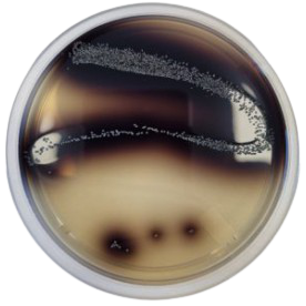Enterococcosel Agar (Bile Esculin Azide Agar)