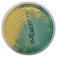 Interlab, Graso Biotech, 1030