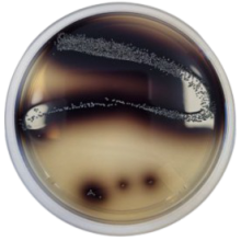 Interlab, Graso Biotech, 1070