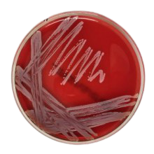 Interlab, Graso Biotech, 1190