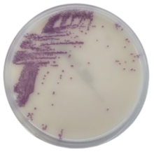 Interlab, Graso Biotech, 1484