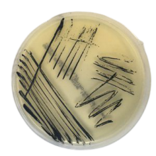 Interlab, Graso Biotech, 1320