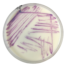 Interlab, Graso Biotech, 1460