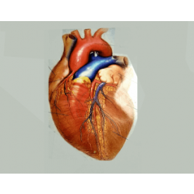 External quality control Myocardial Markers - BNP