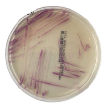 Interlab, Graso Biotech, 1007