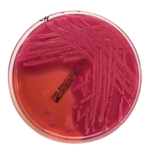 Interlab, Graso Biotech, 1020