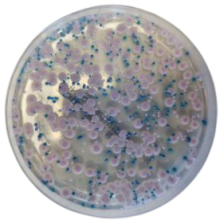 Interlab, Graso biotech, 1400