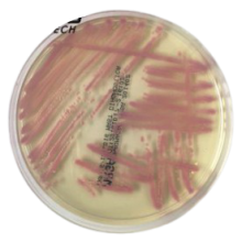 Interlab, Graso biotech, 1402