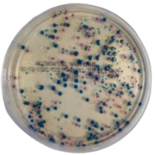 Interlab, Graso biotech, 1410