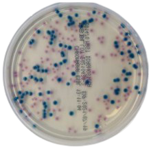 Interlab, Graso biotech, 1470