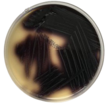 Interlab, Graso biotech, 1528