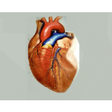 Interlab, INSTAND, Myocardial markers